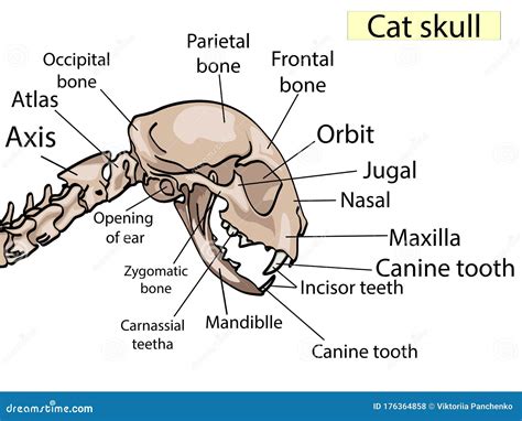 diagram of a cat skull 